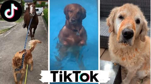 Funny Dogs of TikTok Compilation ~ Doggos Doing Funny Things TIK TOK ~ 2020 | Dogify