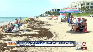 Scientist study excessive seaweed on Florida beaches