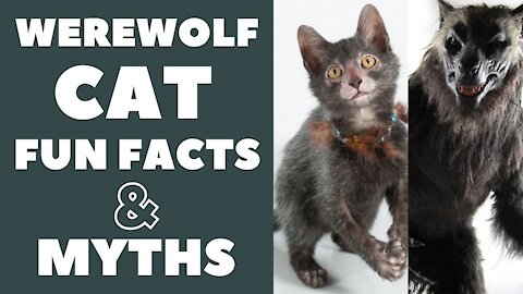 Lykoi Cats 101 : Fun Facts & Myths