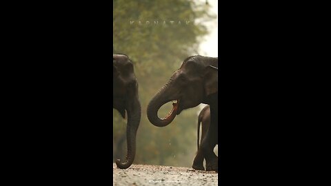 Two elephant 🐘🐘😱😱