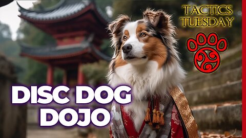 Tactics Tuesday at DiscDog Dojo - Episode #150 🎉🐾