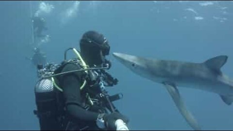 Diver kisses shark in the Azores