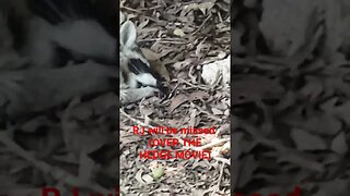 SAD RACCOON ENCOUNTER #animals #sad #ovethehedge