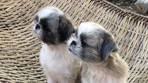 Chillin' with My Shih Tzus this Sunday