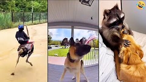 Funny ANIMALS videos 😅 Funniest CATS 😺 and DOGS 🐕 Funny Videos