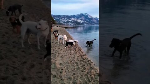 Tahoe dogs