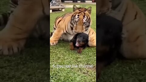 Cutest dog & tiger fighting #entertainment