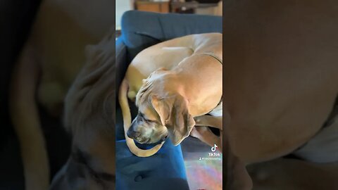 She’s curling her tail???🤣🤣🤣 #happy #dog #happydog #cutepuppy #like #funny #puppyvideos #happy