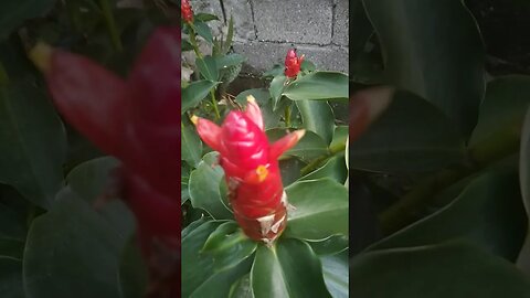 Strange Red Flowers in Philippines #shorts #redflowers #philippines