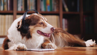 Build a Music Playlist for Your Pet With Spotify