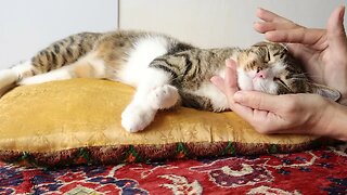 Sweet Cat Sleeps on the Yellow Pillow