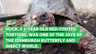 Three Weeks after Rare Tortoise Stolen from Zoo, Shell Found in Abandoned Street…