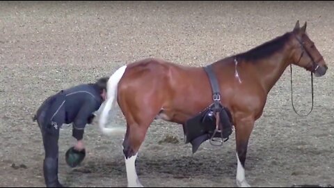 Intelligent Horse Shows Owner Who Is The Boss