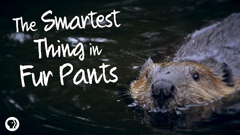 Beavers: The Smartest Things in Fur Pants