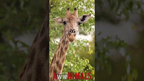 🤗 #AwwNIMALS - In Awe of Height: African Giraffe's Majestic Beauty Revealed 💕