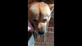 Jindo dog wants something