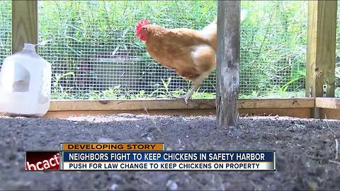 Safety Harbor officials to consider new chicken law