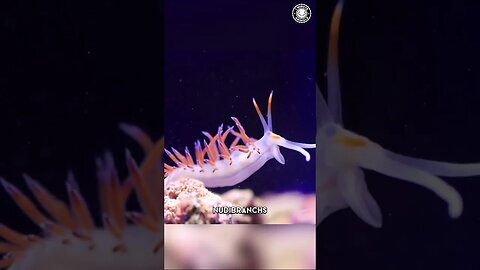 Nudibranch 🐛 Colorful Creatures Of The Sea!