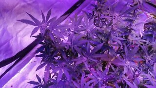 Grow RooM UpDate Blue Dream OG Kush Iceberg Skim Og #marshydro #cannabiscommunity #growingindoors