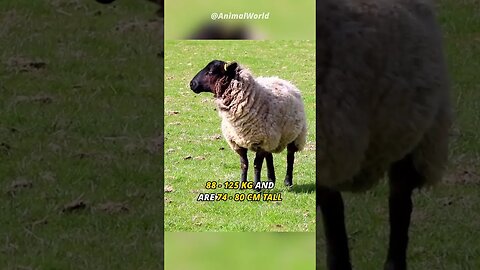 The Biggest Sheep | Suffolk Sheep