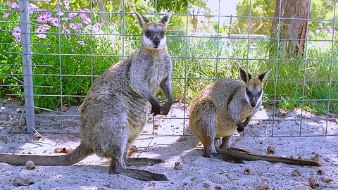 Wallabies Australian Wild Cute Australian Animals Video Wallaby ZOO Australia