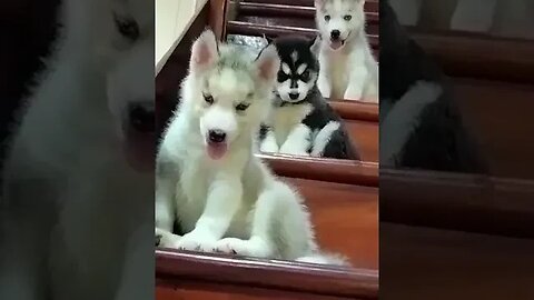 Cute puppies #shorts #husky #huskylovers #cute #shorts