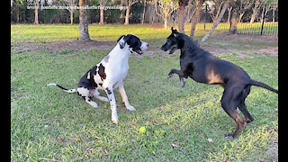 Leaping Great Danes Love To Run Zoomies With Their Tennis Ball