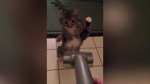 "Cute Cat Fights Vacuum Cleaner"