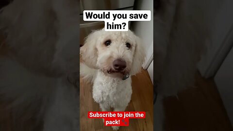 Would you save him? 🐶 #dog #puppy #shorts