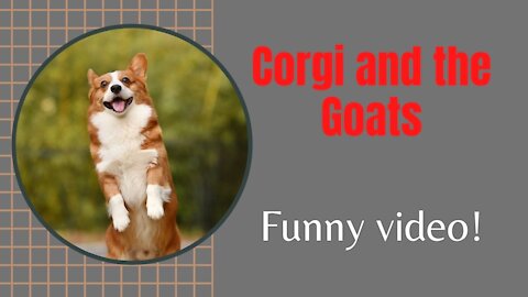 Corgi and the Goats - Funny Video!!
