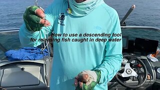 How to use a descending tool for releasing fish in deep water.