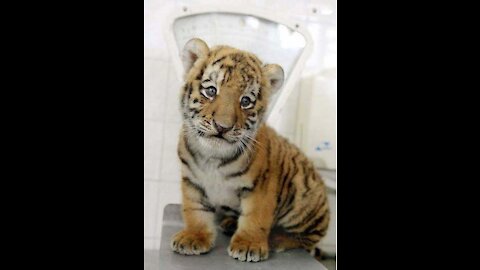Beautiful tiger baby