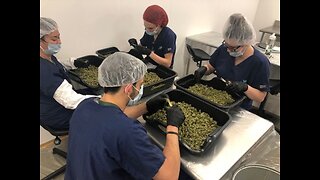 Ohio's Medical Marijuana industry helping workers in shrinking industries shift into new careers