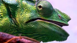 Stunningly colored chameleon enjoys crickets for lunch