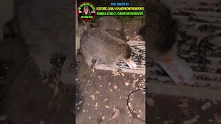 Sunny The Raccoon And Her Teenagers | Part 19 | Update August 31st 2023 | #shorts