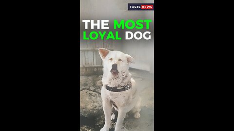 The most loyal dog #factsnews #shorts