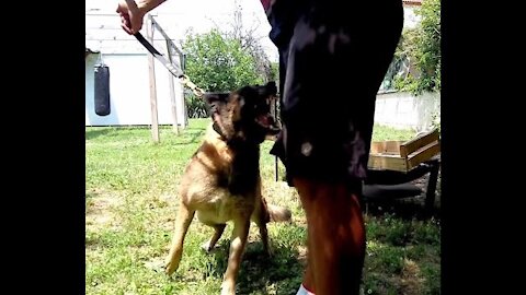 ELLE ATTAQUE SA JAMBE / FORMATION EDUCATEUR CANIN