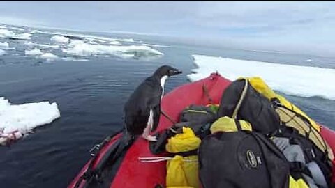 Pinguim salta para dentro de barco para dizer "olá"