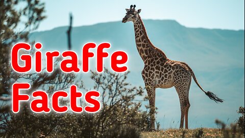 Amazing Facts About Giraffe .🦒