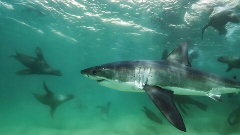 Great White Shark Mobbed by Gang Of Seals