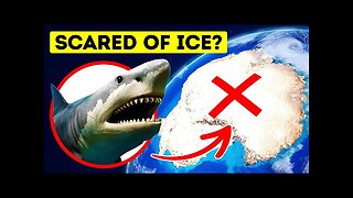 A frozen megaladon was found in Antarctica