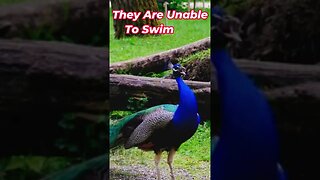 Peacock Sounds And Facts #Shorts 📢