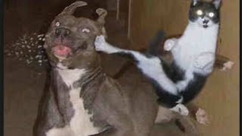 Angry Cats Vs Dogs Funny Compilation Video Ever