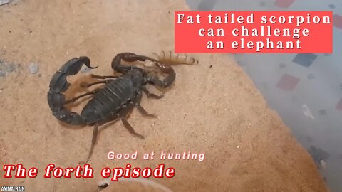 fat tailed scorpion VS elephants