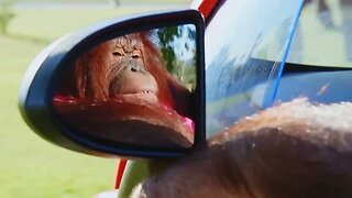 Monkey Driving a car! #orangutan #pets #funny