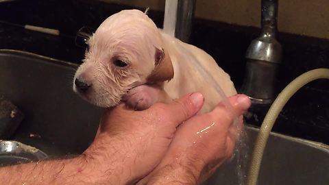 Orphan foster puppy loves bath time