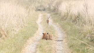 Young tiger stalks fawn in Corbett National Park
