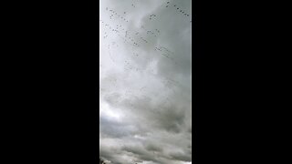 Snow Geese over Nazareth PA