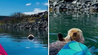 Most relaxed otter ever chills in the harbor