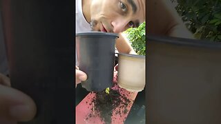 Repotting a Troublesome Seedling